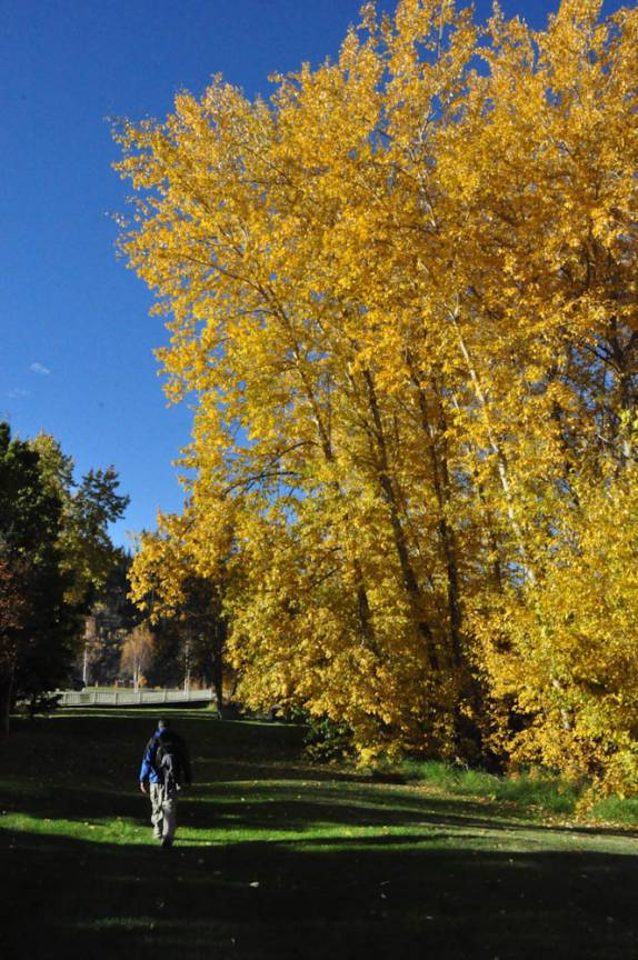 As maravilhosas cores de Outono em parque de Dawson City, no Yukon Territory, noroeste do Canadá